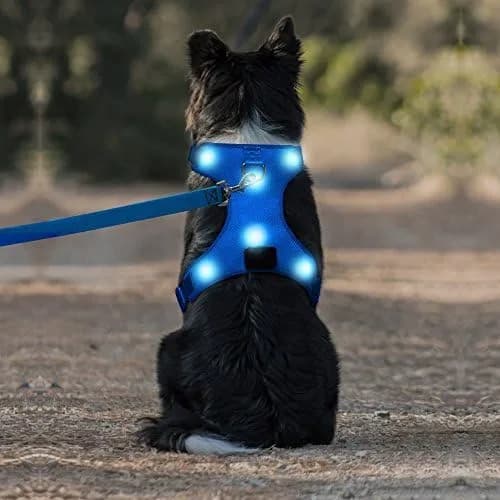 DOMIGLOW Domi LED Dog Harness, USB Rechargeable Lighted Dog Vest Harness, Reflective Pet Harness with Comfortable Padded Suit for Your Medium Dogs(M, Blue)