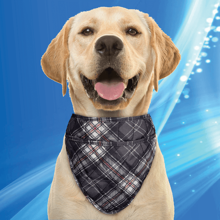 Aqua Coolkeeper Cooling Pet Bandana Blue Western