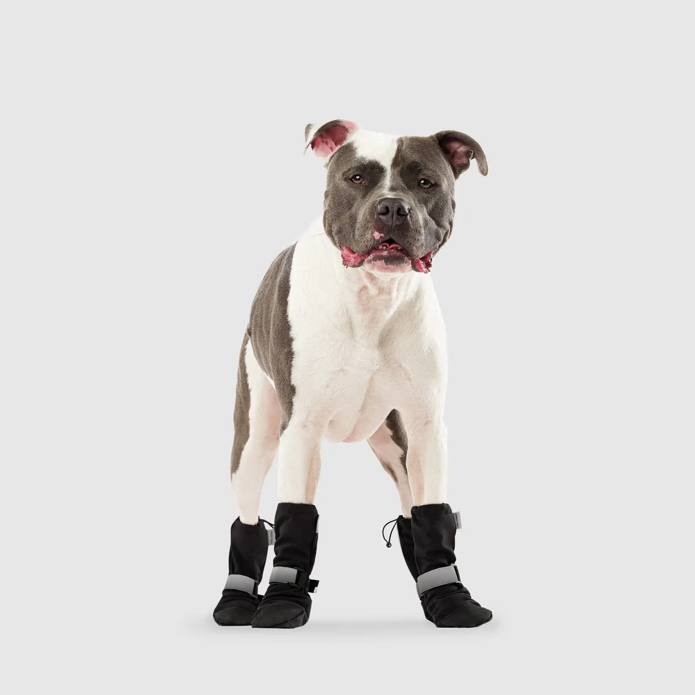 Canada Pooch featured product