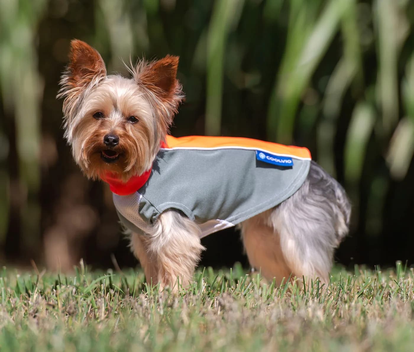 Coolvio bArctic Cooling Dog Shirt