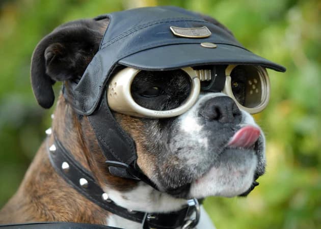 Doggles featured product