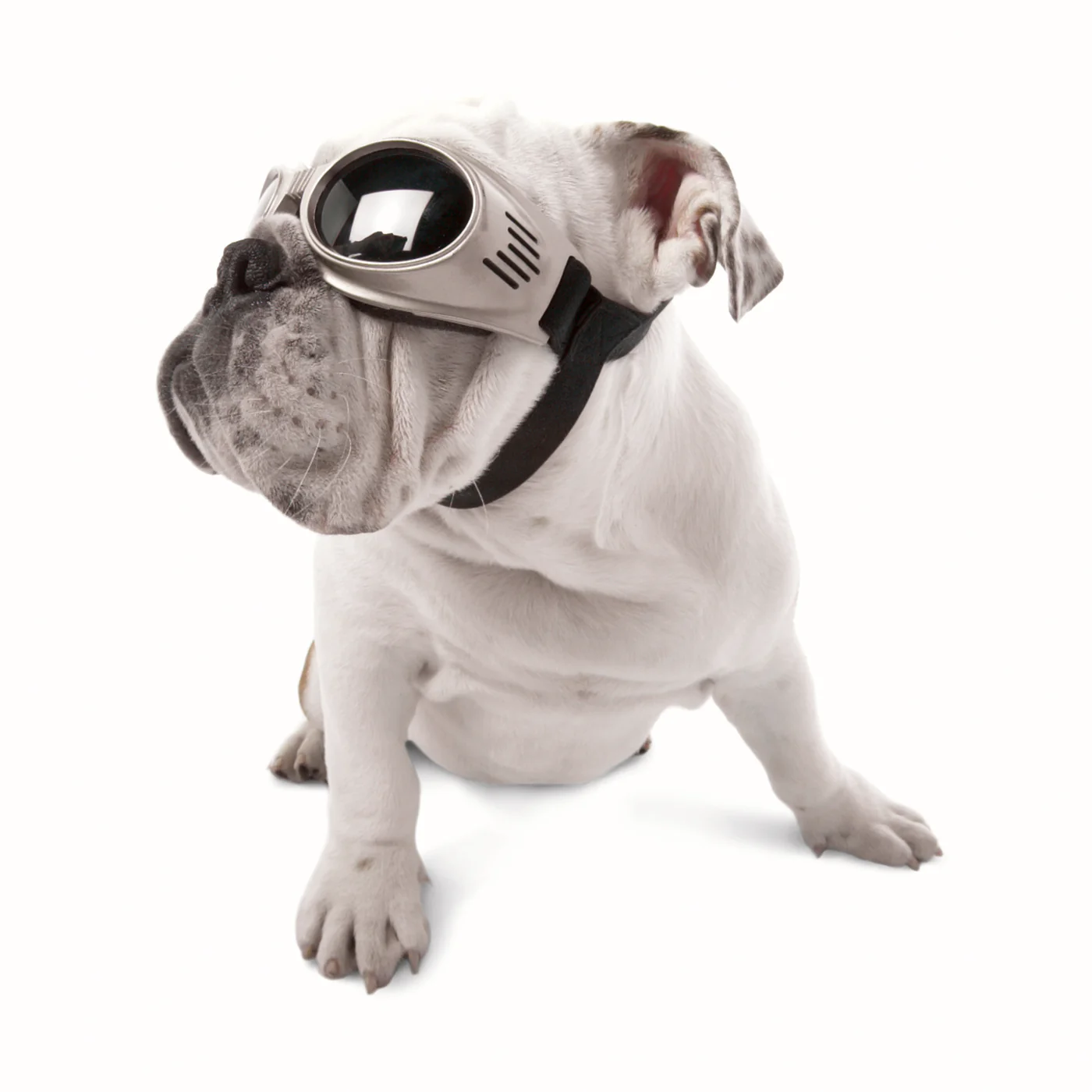 Doggles ORIGINALZ™