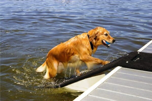 doggydocks doggydocks Large