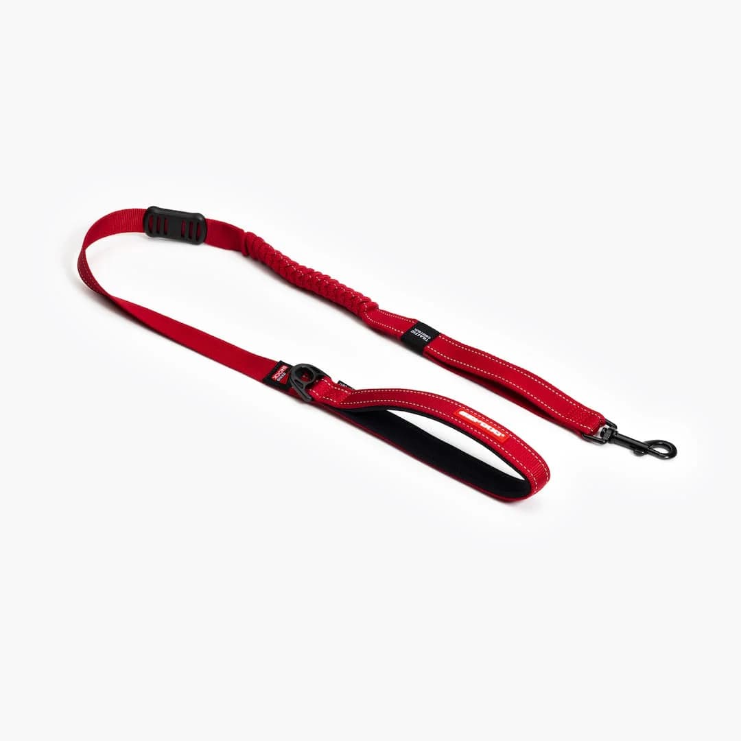 10 Best Leashes for Dogs That Pull
