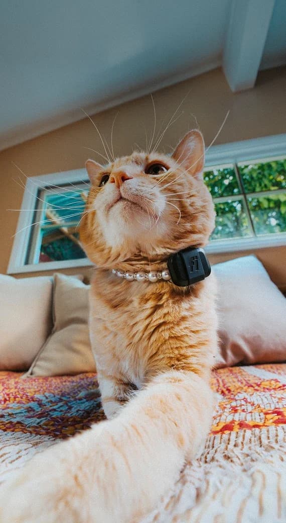 5 Best Lightweight GPS Trackers for Small Pets