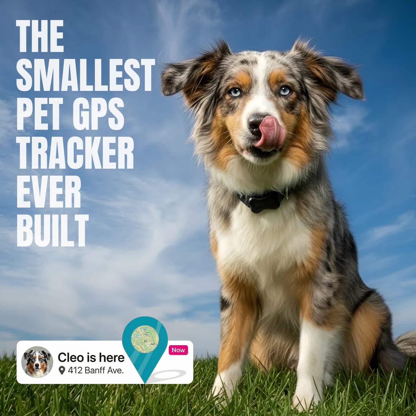 FitBark FitBark GPS 2nd Gen