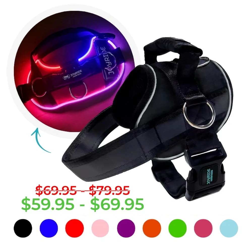 Joyride Harness NightSafe LED Light Up Dog Harness 2.0