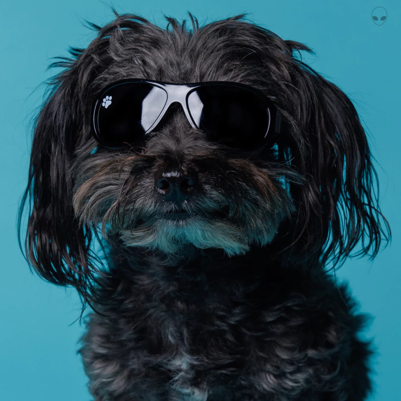 KayKos Dog Shades Alienators