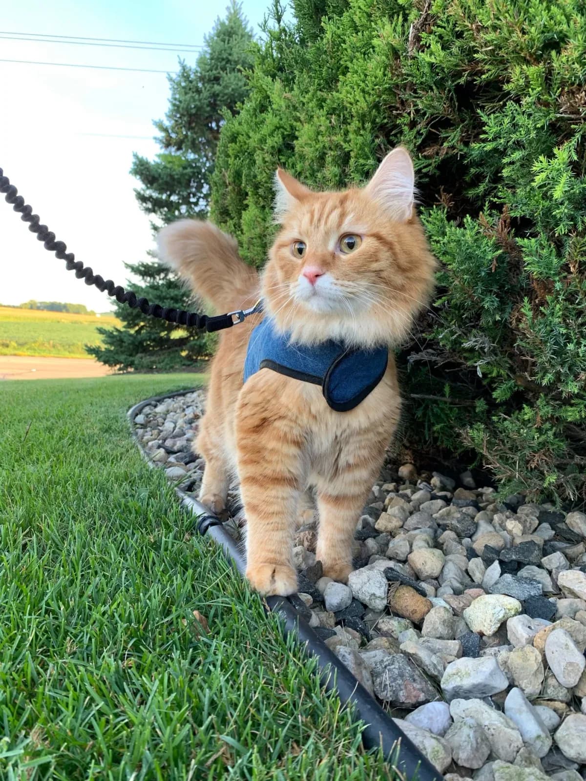 Kitty Holster Kitty Holster Cat Harness (Made in USA)