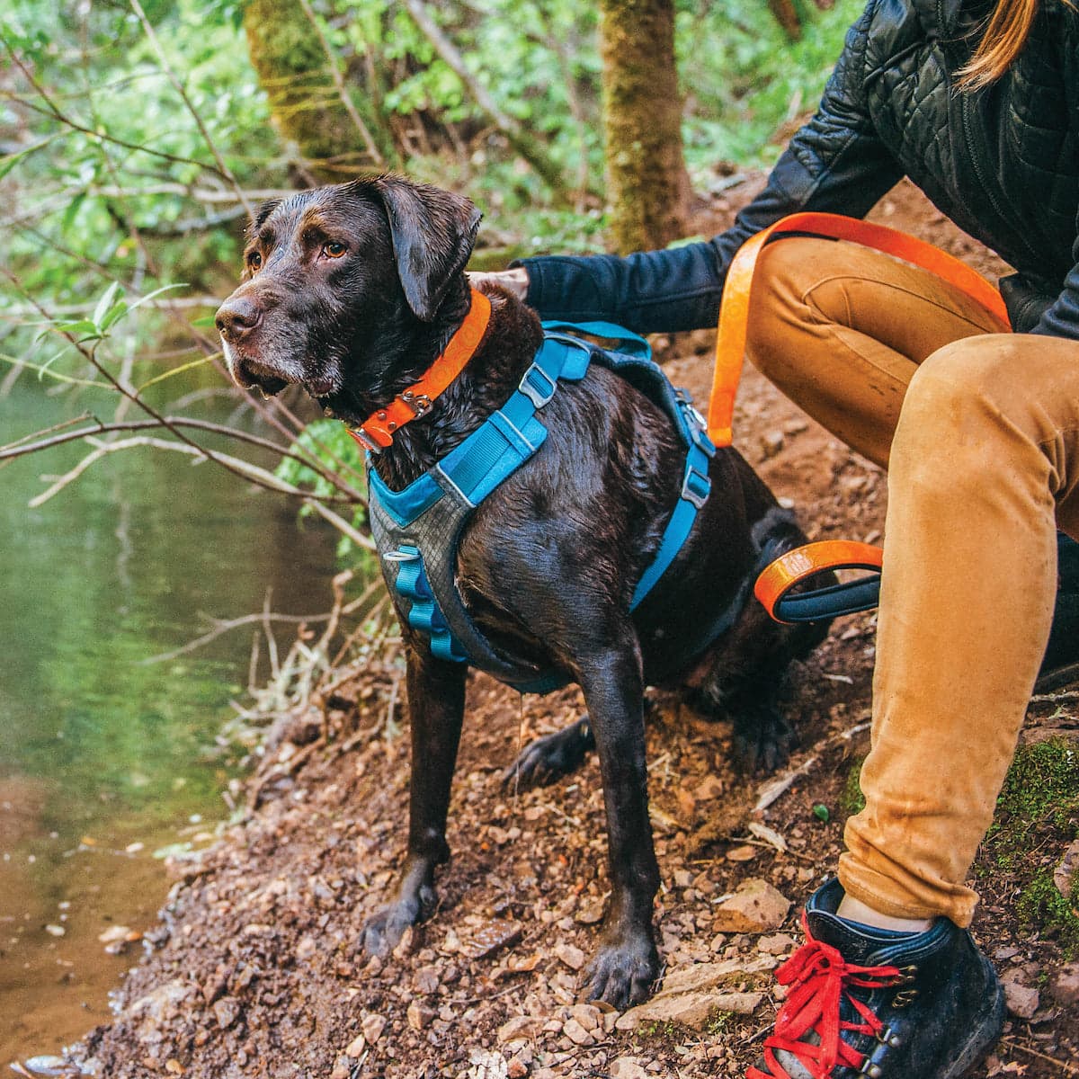 Dog wearing an outdoor harness beside its owner on a trail