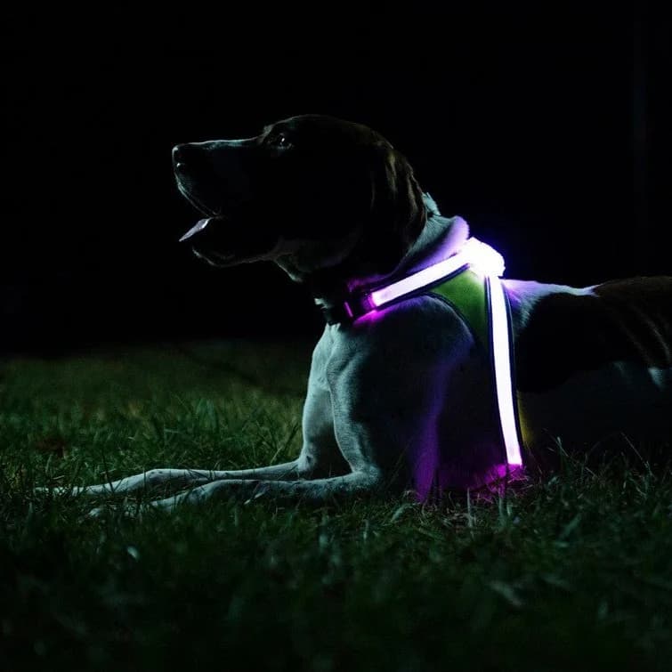 Noxgear LightHound Lighted Safety Harness