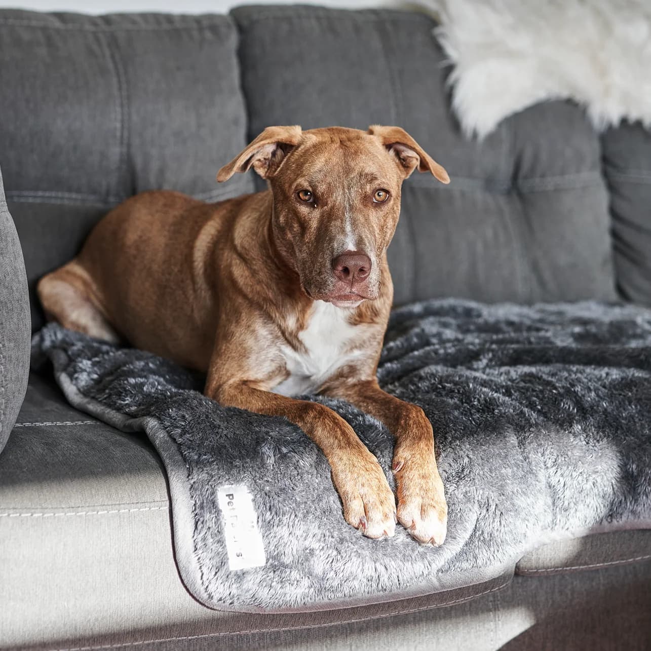 Pet Parents Pawtect Blanket