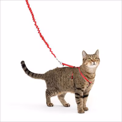 PetSafe Come With Me Kitty™ Harness & Bungee Leash