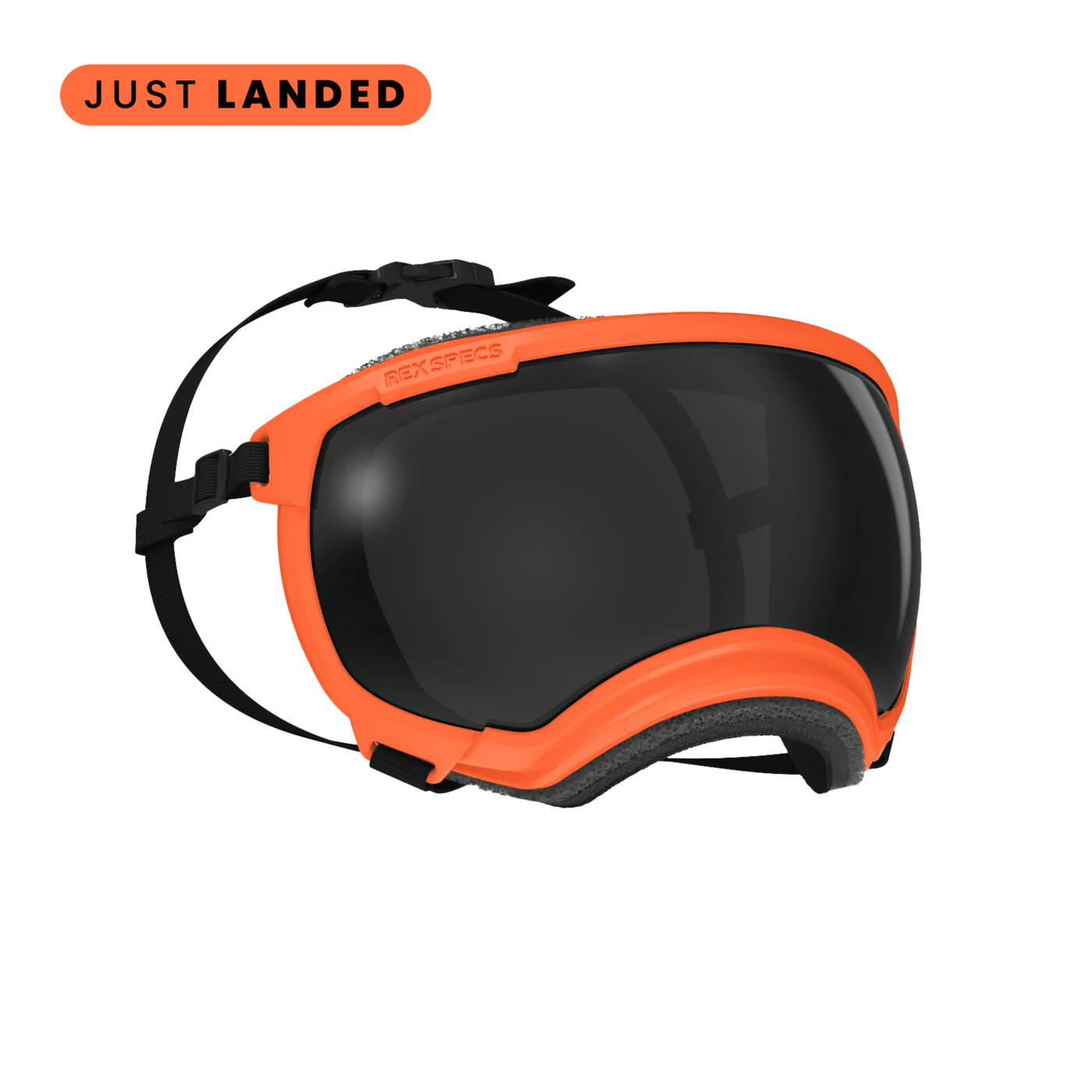 8 Best Dog Goggles