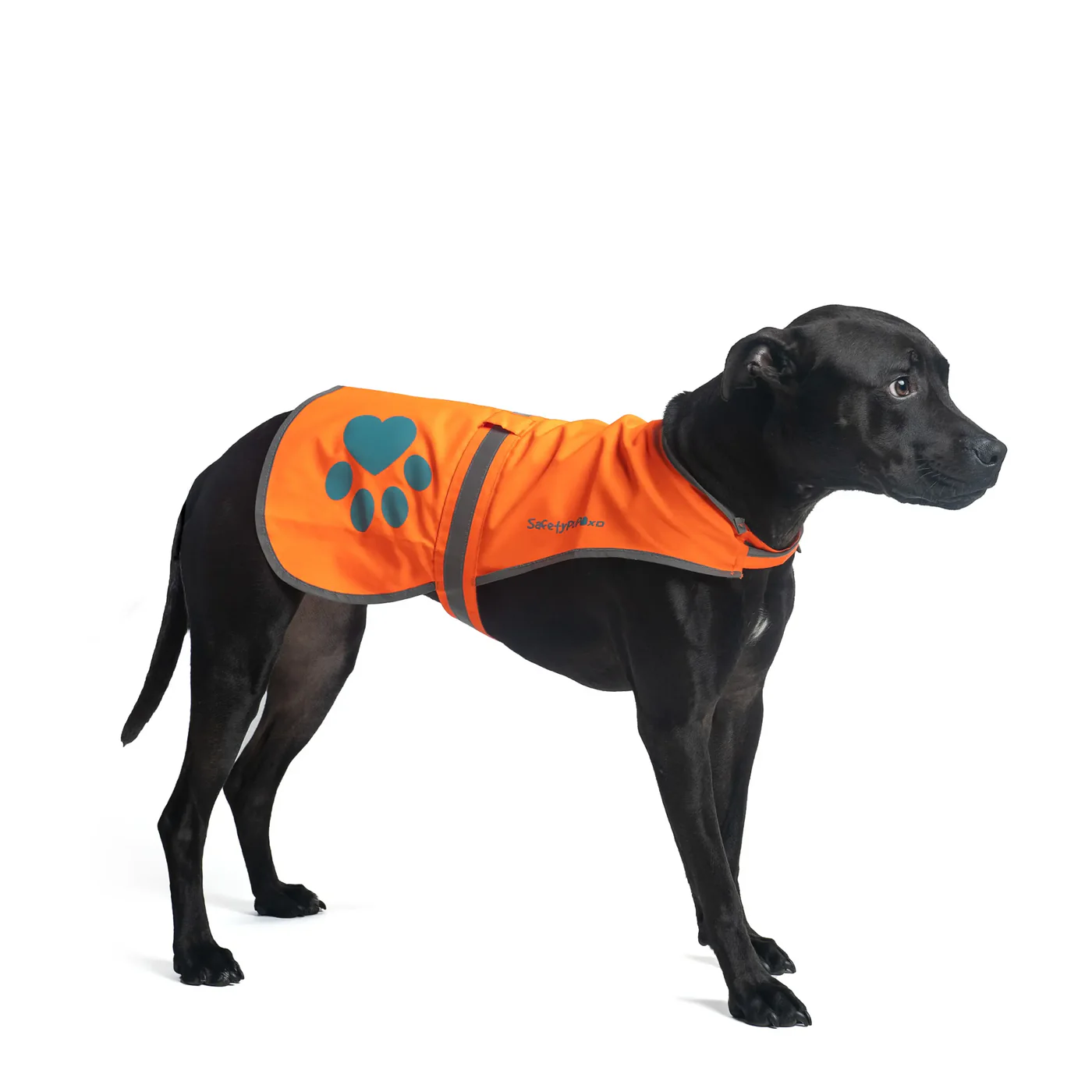 10 Best Reflective Dog Vests for Night Walks and Outdoor Safety