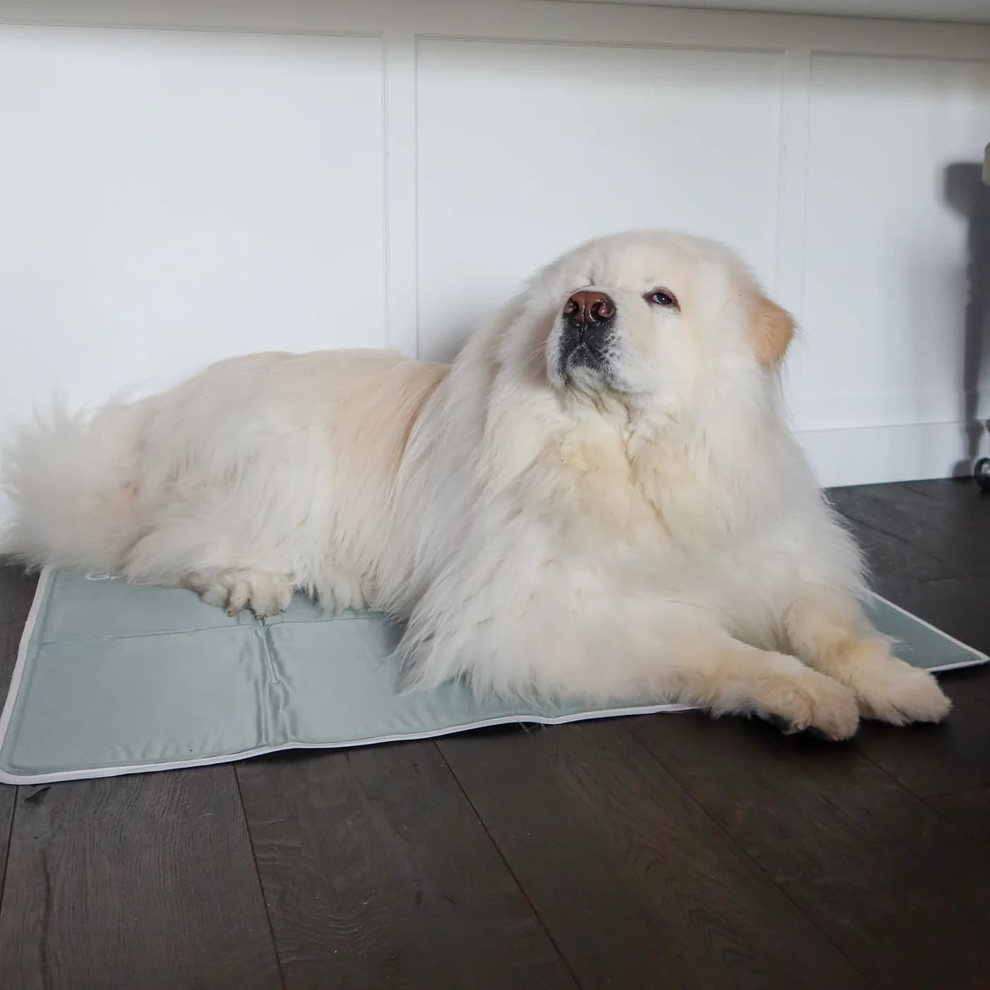 10 Best Dog Cooling Mats for Camping, Travel, and Hot-Weather Rest