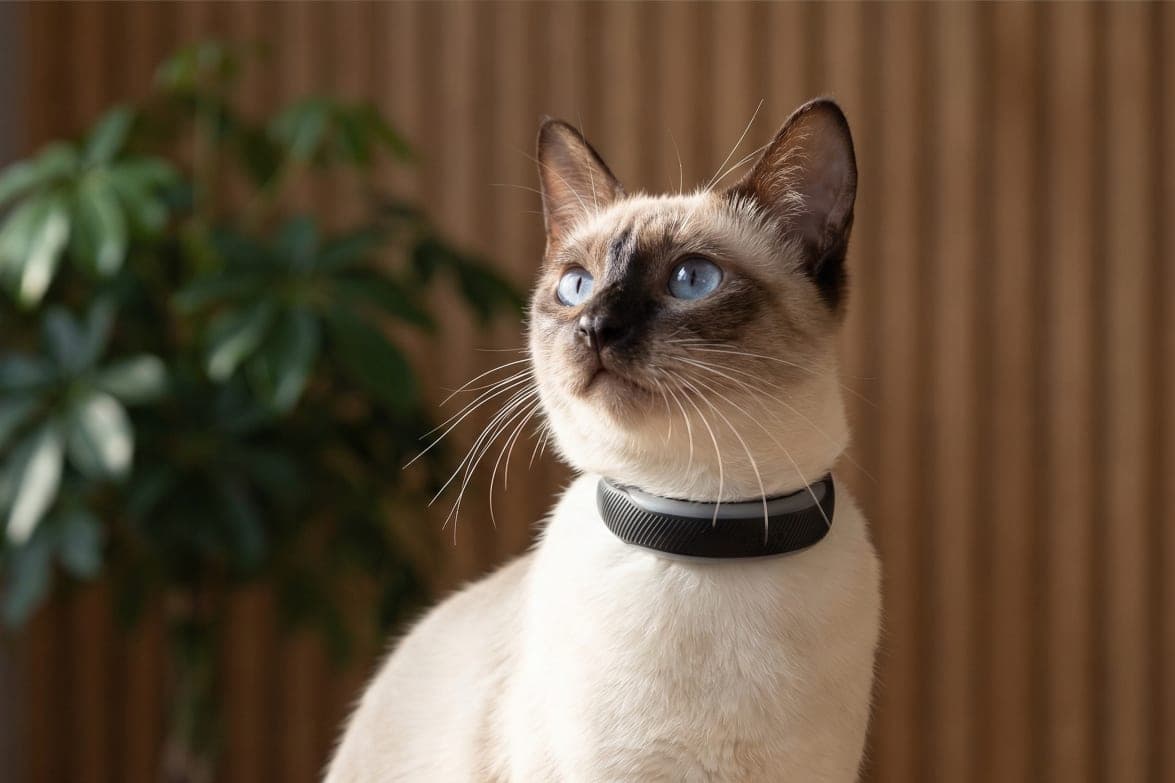 5 Best GPS Trackers for Cats