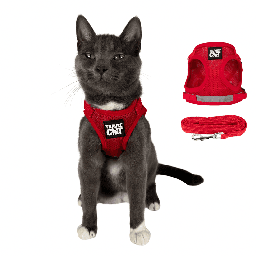 How to Check Cat Harness Fit Before an Outdoor Walk