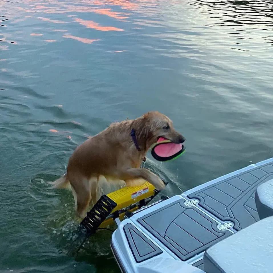 WaterDog Adventure Gear Fiberglass Boat Dog Swim Ladder / WAG SLM-12