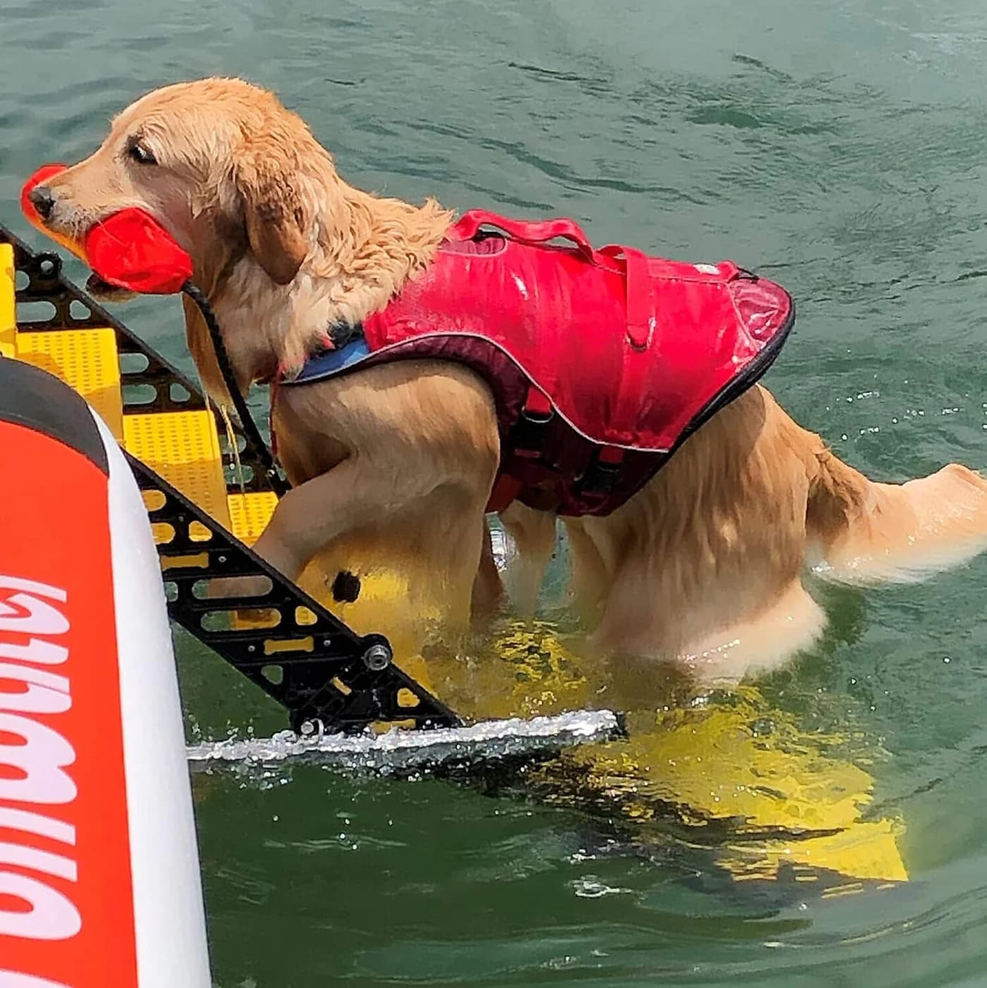 WaterDog Adventure Gear Pontoon Dog Ramp / WAG HSM-10